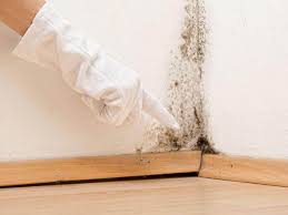 Best Emergency Mold Remediation  in Lecanto, FL